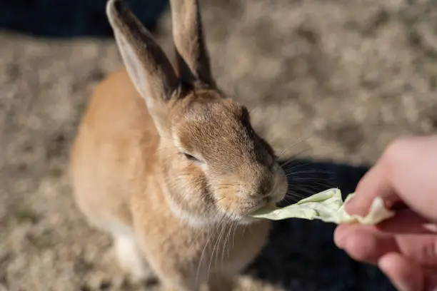 Photo of Feeding wild rabbits on Okunoshima Island. Hiroshima Prefecture, Japan