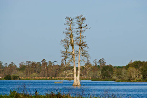 istock Water, Tree, Birds, Beautiful Wetland View 1226297374