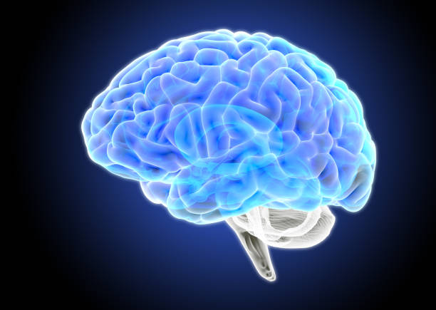 istock 3D rendering blue transparent human brain x-ray illustration 1226297387