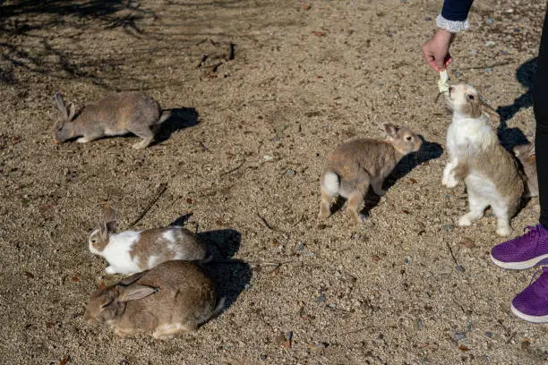 Photo of Feeding wild rabbits on Okunoshima Island. Hiroshima Prefecture, Japan