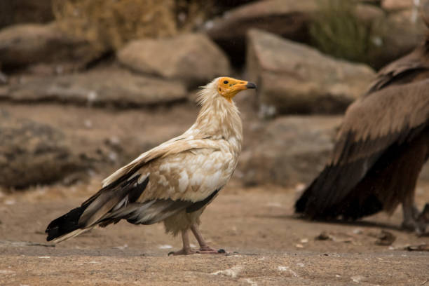 istock Egyptian vulture (Neophron percnopterus) 1226298987