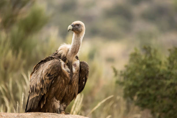 Griffon vulture (Gyps fulvus) A griffon vulture (Gyps fulvus) resting in a private nature reserve in Portugal called Faia Brava. vulture photos stock pictures, royalty-free photos & images