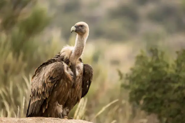 Photo of Griffon vulture (Gyps fulvus)