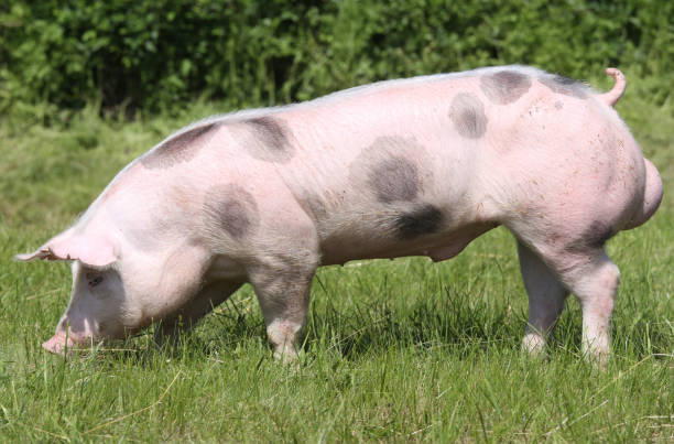 istock Beautiful pig grazing outdoors on natural green background 1226299966