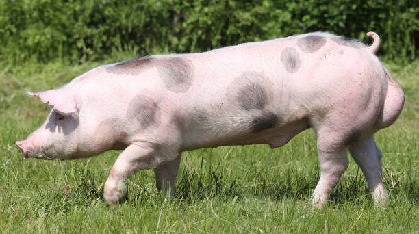 istock Beautiful pig grazing outdoors on natural green background 1226299982