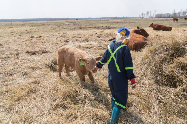istock little girl and calf 1226301657