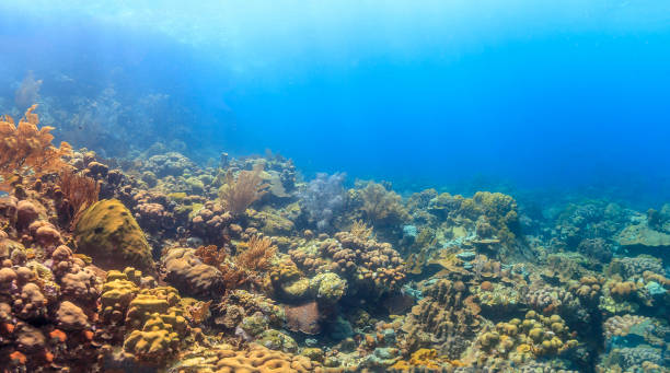 istock Caribbean coral garden 1226302781