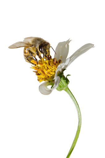 Bee pollinating flower called Spanish needles 