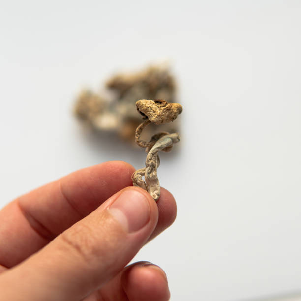 istock Strains of psilocybin mushrooms close-up 1226306151