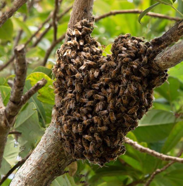 istock Swarm of Honey Bees Form Heart Shape 1226306295