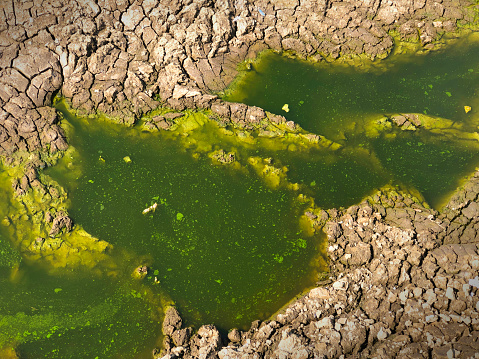 Green algae pollution on a water surface