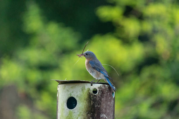 istock Nesting Eastern bluebird Sialia sialis with twigs 1226311736