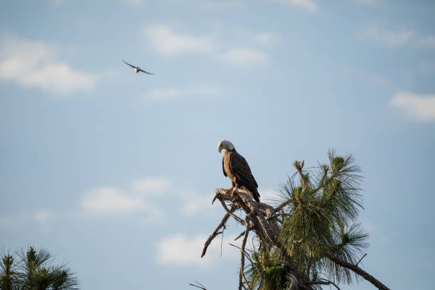 istock Blue jay dive bombs a Mated pair of Bald eagle Haliaeetus leucocephalus 1226312870