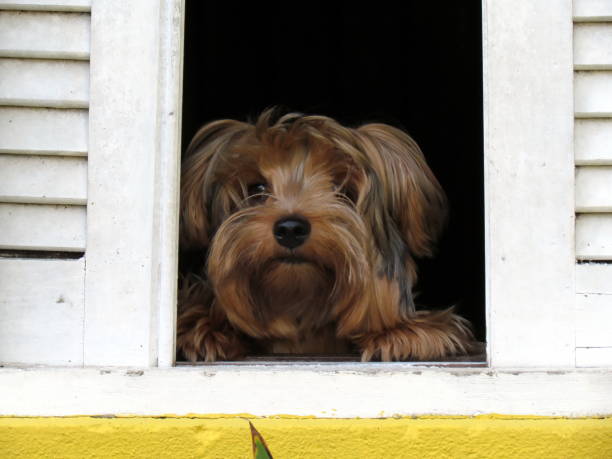 istock Little yorkshire watching through the window 1226314275
