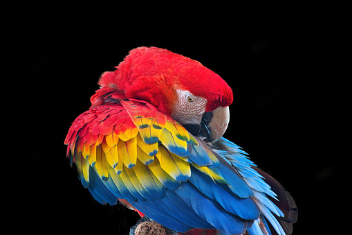 multicolored cockatoo parrot with black background