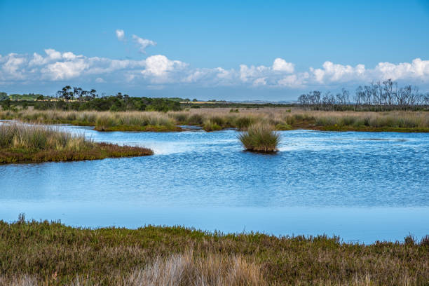 istock Native Australian coastal wetlands landscape 1226322314