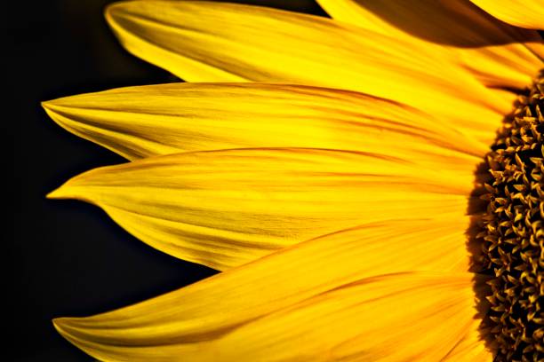 istock Petals of a Sunflower 1226322386