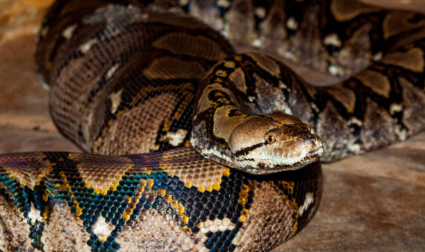 very large snake the python large snake this is a reticulated python in Australia reticulated python stock pictures, royalty-free photos & images