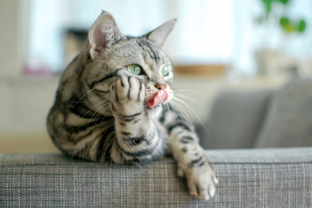 猫とカネ - licking ストックフォトと画像