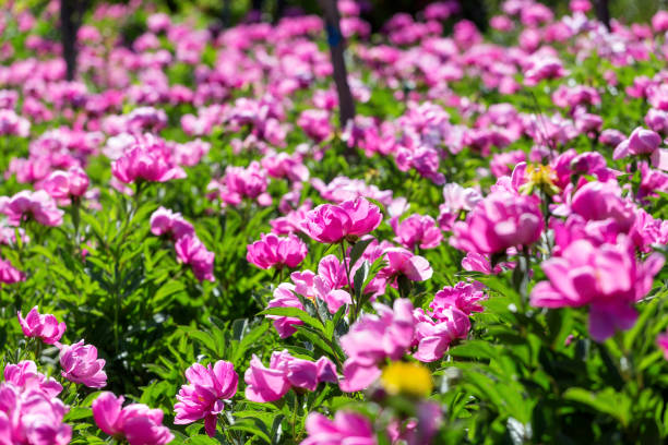 istock Beautiful blooming peony flowers 1226325035