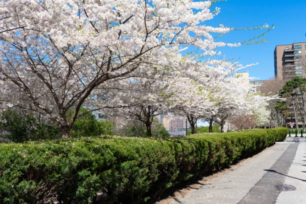 istock Empty Path with White Flowering Cherry Blossom Trees during Spring at Roosevelt Island 1226325196