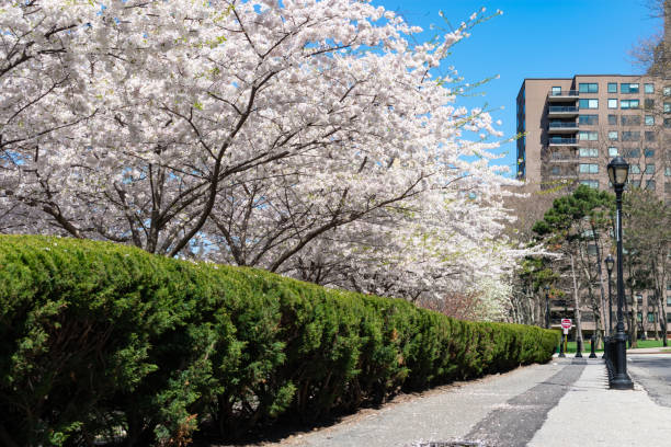 istock Empty Path with White Flowering Cherry Blossom Trees and Street Lights during Spring at Roosevelt Island 1226325205