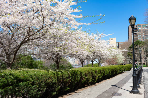 istock Empty Path with White Flowering Cherry Blossom Trees and Street Lights during Spring at Roosevelt Island 1226325206