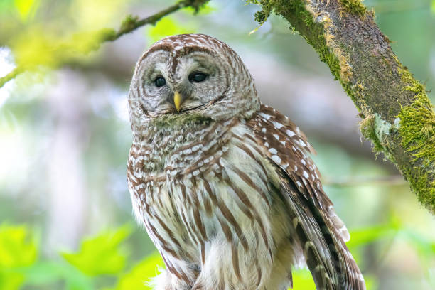 istock Barred owl on the branch 1226327489