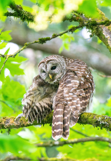istock Barred owl on the branch 1226327490