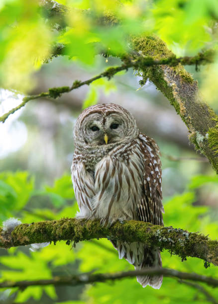 istock Barred owl on the branch 1226327496