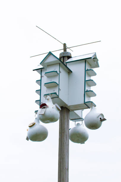 istock Purple Martin House 1226327533