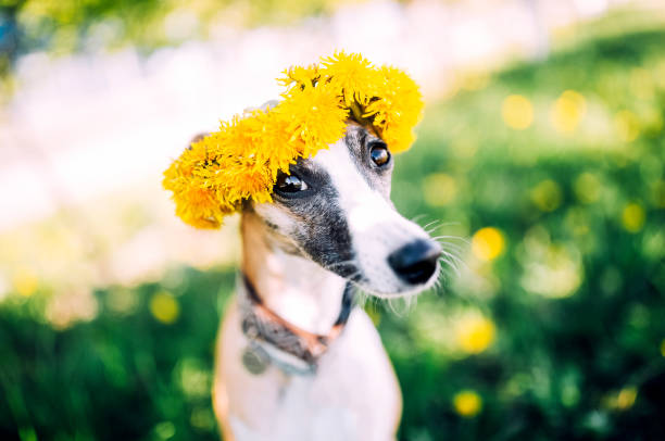 Cute cheerful dog wearing yellow dandelion flower wreath and sitting at green vibrant field. Beautiful sunny background for design, summer time wallpaper, poster, banner, celebration event invitation. slavic culture photos stock pictures, royalty-free photos & images