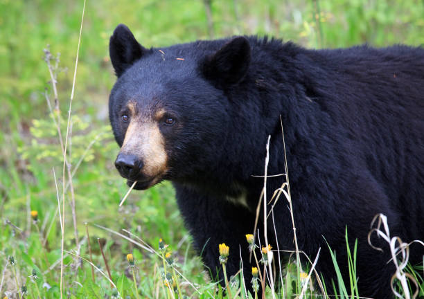 istock Black Bear in Canadian Wilderness 1226328625