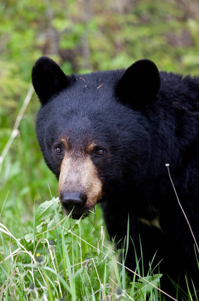 istock Black Bear in Canadian Wilderness 1226328637