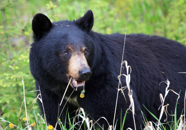 istock Black Bear in Canadian Wilderness 1226328641