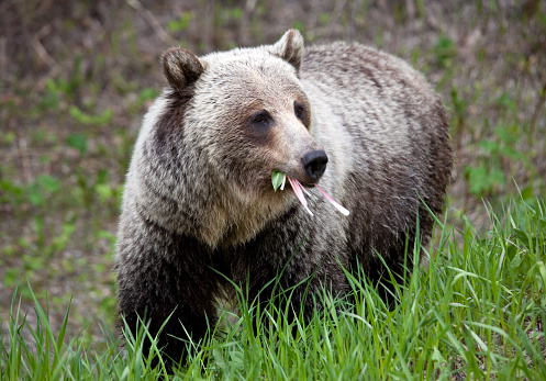 A massive male grizzly bear in the Canadian wilderness. Image taken near Radium Hot Springs in British Columbia, Canada.