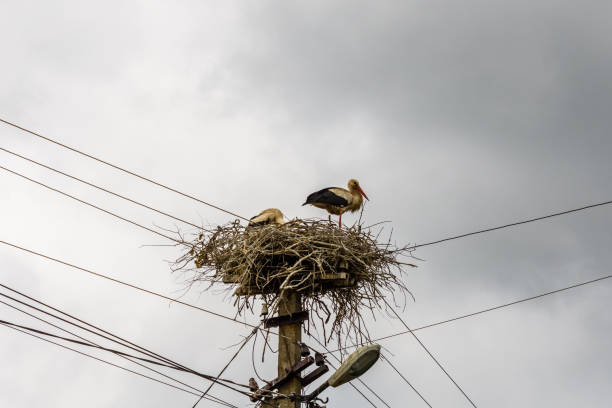 istock Storks in nest on a high electric pole 1226328891