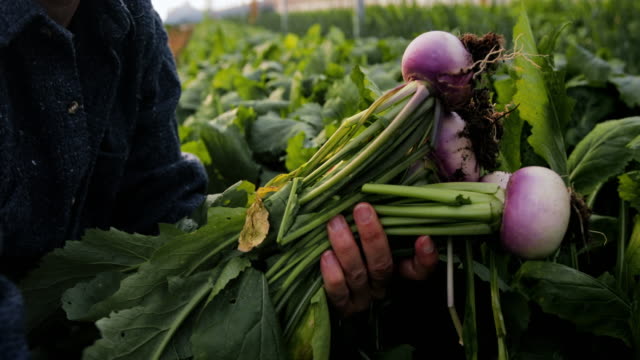 Close up senior woman picking vegetables turnips in organic greenhouse