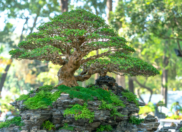 istock Bonsai and Penjing miniature in a tray 1226329573