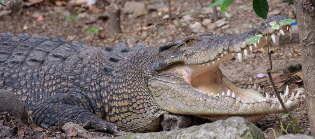istock Crocodile With Mouth Open Waiting For Prey 1226329631