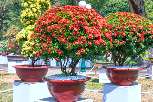 Ixora or jungle flame blooms in bonsai tree spring morning really attractive to see.