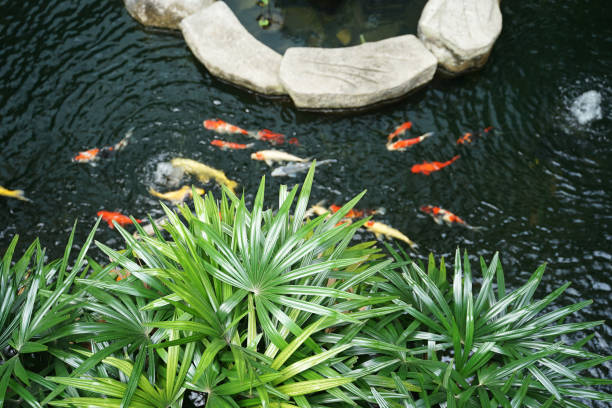 istock Tropical plants and rock with crap fish pond background 1226332325