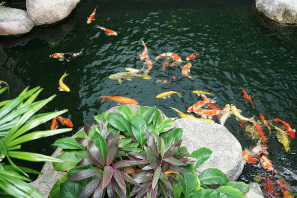 istock Tropical plants and rock with crap fish pond background 1226332329