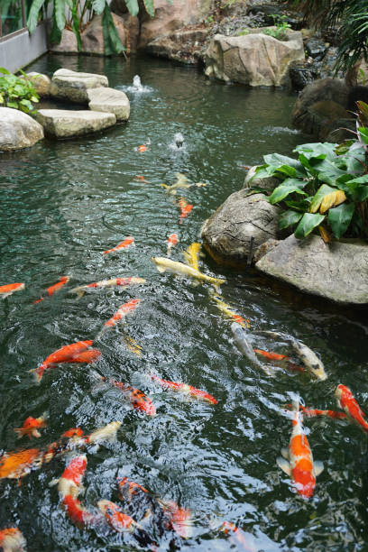 istock Tropical plants and rock with crap fish pond background 1226332332