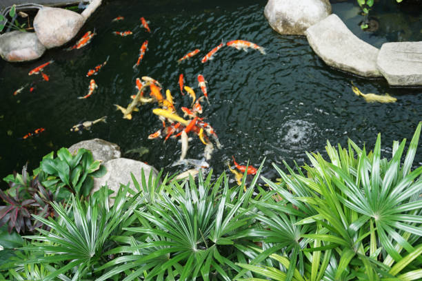 istock Tropical plants and rock with crap fish pond background 1226332337