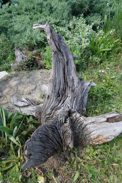 istock Stump of a large tree in the forest 1226332388