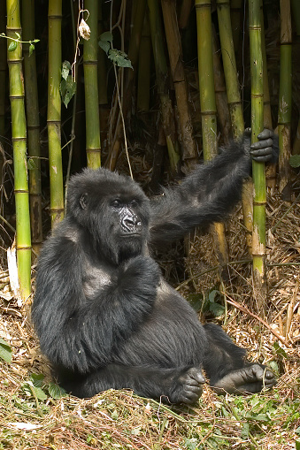 Mountain gorilla, Gorilla gorilla beringei, Volcanoes National Park,  Rwanda, Virunga Mountain Range. Sitting with hand on a bamboo stem.