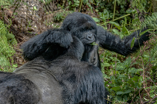 Mountain gorilla, Gorilla gorilla beringei, Volcanoes National Park,  Rwanda. Virunga Mountain Range. Female gorilla hold onto the back of a male .