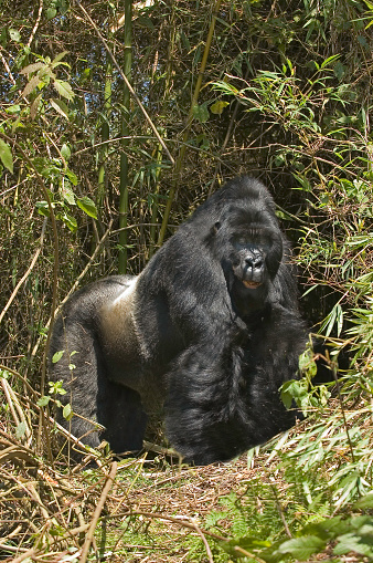Silverback male Mountain gorilla, Gorilla gorilla beringei, Volcanoes National Park,  Rwanda. Virunga Mountain Range.