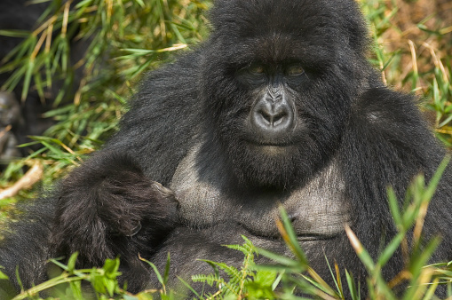 Mountain gorilla, Gorilla gorilla beringei, Volcanoes National Park,  Rwanda. Virunga Mountain Range. Mother feeding a baby.